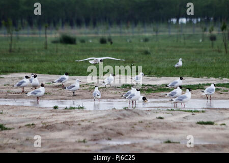 Zhangjiakou, Zhangjiakou, China. 5th Sep, 2018. Zhangjiakou, CHINA-More than 7,000 relict gulls can be seen at the wetland in Kangbao County, Zhangjiakou, north China's Hebei Province. Credit: SIPA Asia/ZUMA Wire/Alamy Live News Stock Photo