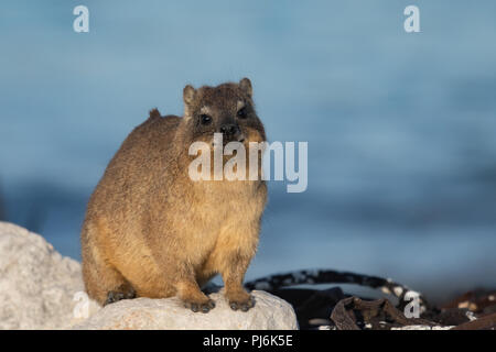 Portrait of a Cape Rock Hyrax (or Dassie) from the coast near Cape Town, South Africa Stock Photo