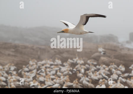 An endangered Cape Gannet flying over nesting colony near Cape Town Stock Photo