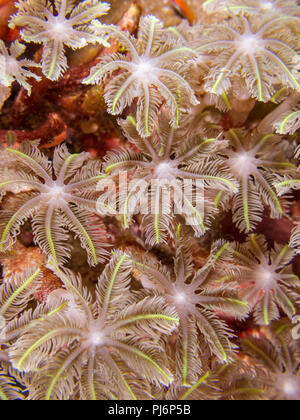 Clavularia sp., glove polyps, star polyps,  Mabul, Sabah, Malaysia Stock Photo