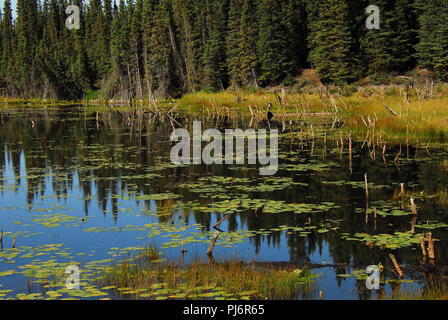 The natural beauty of wilderness reflections in a lily pond in the borough of Wrangell, Alaska. Stock Photo