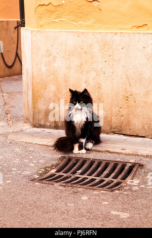 Cat on the street. Street cat sitting on a sidewalk, close up. Pet animals. Domestic animals. Cute little cat. Stock Photo