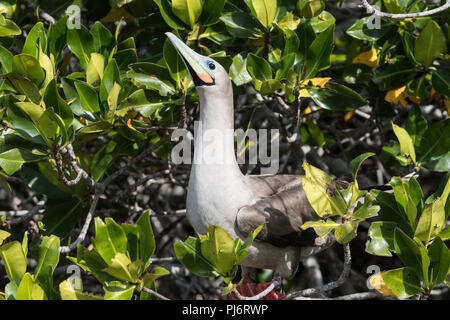 Adult red-footed booby, Sula sula, on nest on Genovesa Island, Galapagos, Ecuador. Stock Photo