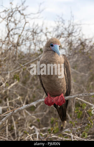 Adult red-footed booby, Sula sula, on Genovesa Island, Galápagos, Ecuador. Stock Photo