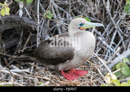 Adult red-footed booby, Sula sula, on nest on Genovesa Island, Galapagos, Ecuador. Stock Photo