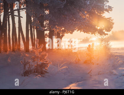 Winter nature. Bright sun behind pine trees covered with frost. Beautiful christmas background. Sunny winter morning. Stock Photo