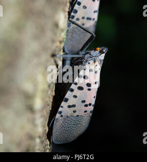 Close-up of adult Spotted Lanternfly, as it sits on Tree of Heaven in wooded area, Berks County, Pennsylvania Stock Photo