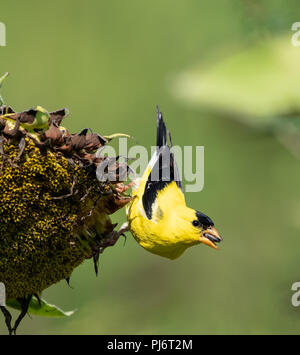 Bright yellow male goldfinch hangs on to sunflower as he eats sunflower seeds. Stock Photo