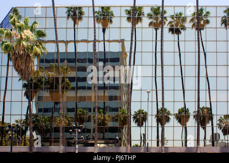 Skyscraper reflected in office windows of building and palm trees Stock Photo