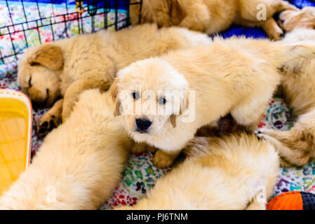 Falmouth, Maine. Eight week old golden retriever puppies at PoeticGold Farm in Falmouth, Maine on June 7, 2018. Credit: Benjamin Ginsberg Stock Photo