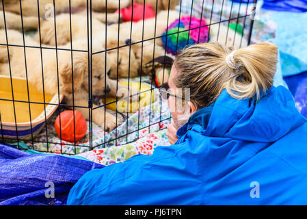 Falmouth, Maine. Eight week old golden retriever puppies at PoeticGold Farm in Falmouth, Maine on June 7, 2018. Credit: Benjamin Ginsberg Stock Photo