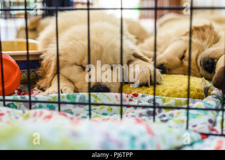 Falmouth, Maine. Eight week old golden retriever puppies at PoeticGold Farm in Falmouth, Maine on June 7, 2018. Credit: Benjamin Ginsberg Stock Photo