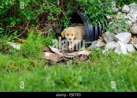 Falmouth, Maine. Eight week old golden retriever puppies at PoeticGold Farm in Falmouth, Maine on June 7, 2018. Credit: Benjamin Ginsberg Stock Photo