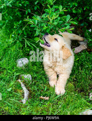 Falmouth, Maine. Eight week old golden retriever puppies at PoeticGold Farm in Falmouth, Maine on June 7, 2018. Credit: Benjamin Ginsberg Stock Photo