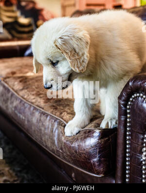 Manchester, VT. Eight week old golden retriever puppy playing on brown leather couch on June 8, 2018. Credit: Benjamin Ginsberg Stock Photo