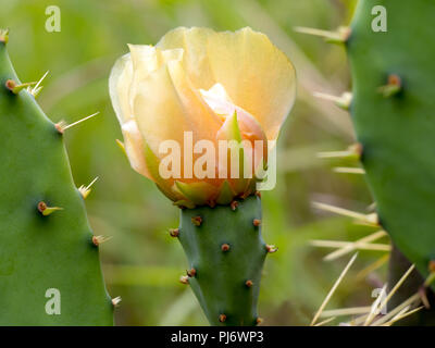 Springtime flowering of a Prickly Pear cactus in Corpus Christi, Texas USA. Stock Photo