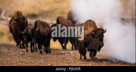 Group of Bison with Steam from Thermal Pool in Hayden Valley in Yellowstone National Park Stock Photo
