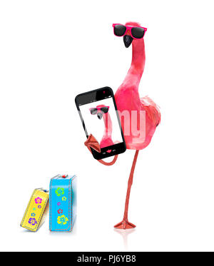 pink gay flamingo taking a selfie, on summer vacation holidays, isolated on white background Stock Photo
