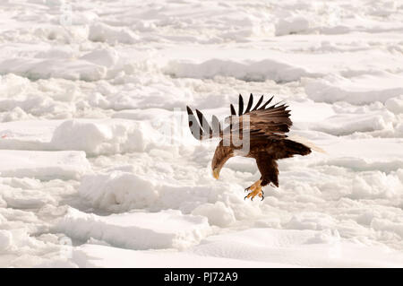 White-tailed Sea-eagle landing on the pack (Haliaeetus albicilla), Russia Stock Photo
