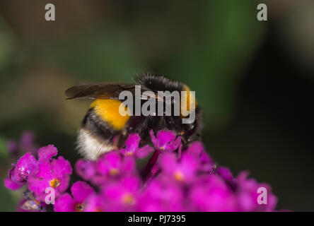 Bumblebee taking nectar from a colorful flower Stock Photo