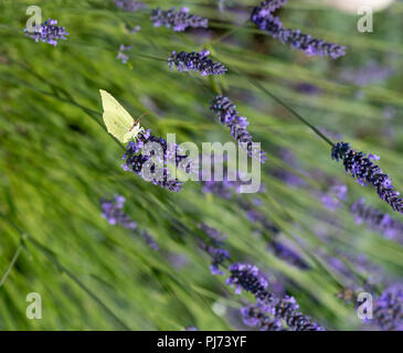 Outdoor color macro of a single isolated green yellow brimstone butterfly sitting on a lavender blossom as if it were riding / skiing,drinking nectar Stock Photo