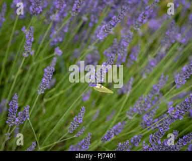 Outdoor color macro of a single isolated green yellow brimstone butterfly sitting on a lavender blossom,drinking nectar, taken on a sunny summer day Stock Photo