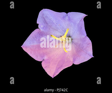 Fine art still life floral surrealistic neon shinig colorful macro image of a single isolated bellflower blossom,detailed texture,vintage painting Stock Photo