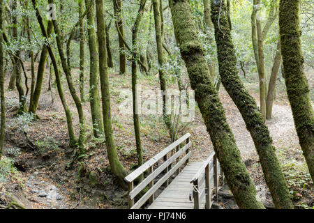 Footbridge in California Bay Laurel Forest.