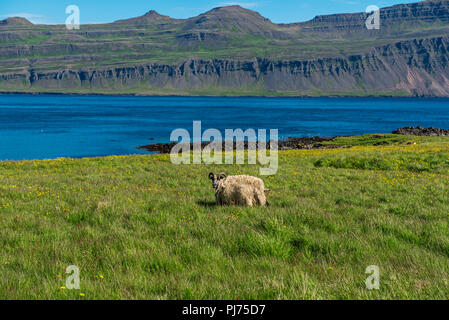 Icelandic single sheep Stock Photo