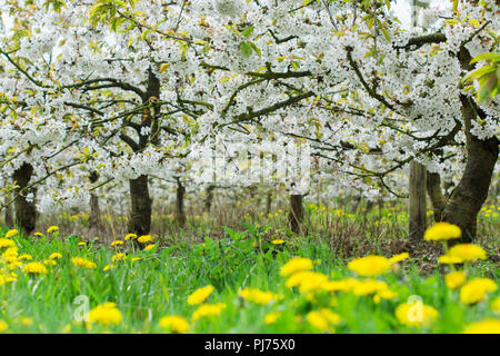 Rows of beautiful cherry trees with white flowers, with carpet of dandelions, Sussex, England, selective focus Stock Photo