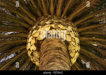 Palm tree detail, looking up, abstract design element of trunk and cut branches for backgrond or texture Stock Photo