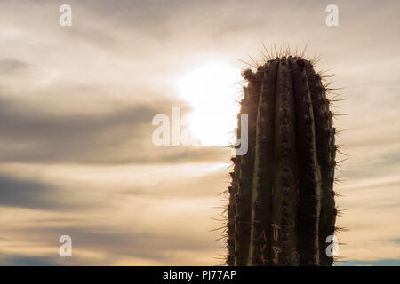 Tall prickly cactus overlooking sunset view in arid sunny sun lit climate Stock Photo