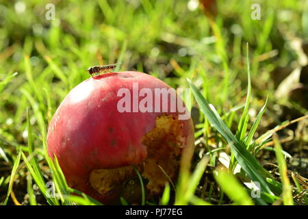 rotting red apple lying on the green grass with an insect sitting on top of it illuminated by sunlight Stock Photo