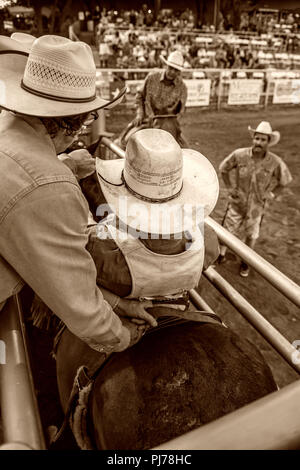 Bareback bronc rider competing in Texas rodeo. USA Stock Photo