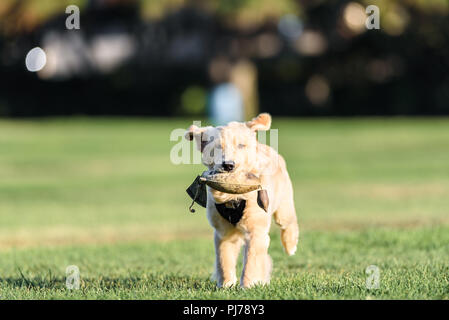 Huntington Beach, CA. Four month old golden retriever puppy playing fetch in the park Huntington Beach, CA on August 23 , 2018. Credit: Benjamin Ginsb Stock Photo