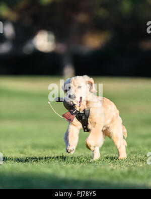 Huntington Beach, CA. Four month old golden retriever puppy playing fetch in the park Huntington Beach, CA on August 23 , 2018. Credit: Benjamin Ginsb Stock Photo