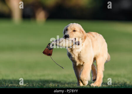 Huntington Beach, CA. Four month old golden retriever puppy playing fetch in the park Huntington Beach, CA on August 23 , 2018. Credit: Benjamin Ginsb Stock Photo