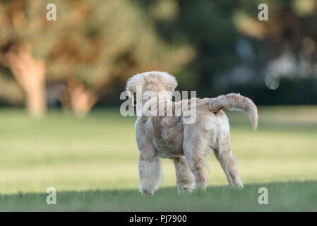 Huntington Beach, CA. Four month old golden retriever puppy playing fetch in the park Huntington Beach, CA on August 23 , 2018. Credit: Benjamin Ginsb Stock Photo
