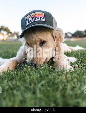 Huntington Beach, CA. Four month old golden retriever puppy wearing baseball hat in local  Huntington Beach, CA park on August 23 , 2018. Credit: Benj Stock Photo