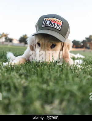 baseball dog with a baseball and a red cap Stock Photo - Alamy