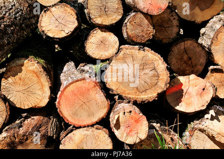 Trunks of trees piled in forest, close up. Wood industry. Pile of wood. Texture of wood. Trunks of trees piled on the ground in the woods. Stock Photo