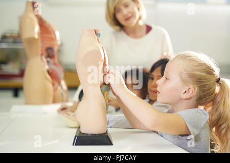 Curious girl playing with anatomical model Stock Photo