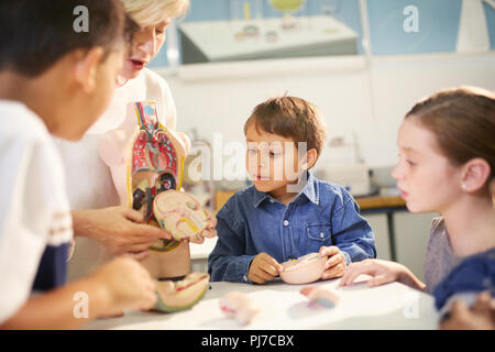 Teacher and students looking at anatomical model exhibit in science center Stock Photo