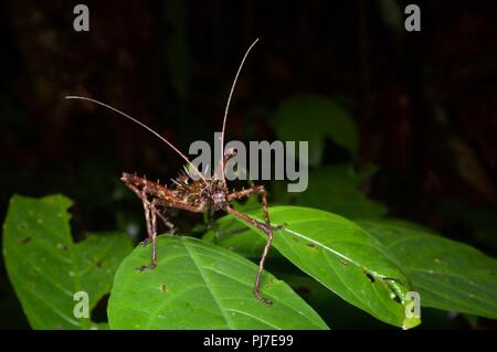 A phasmid (stick insect) in the rainforest at night at Gunung Gading National Park, Sarawak, East Malaysia, Borneo Stock Photo