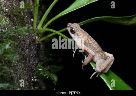 A Brown Slender Toad (Ansonia leptopus) perched on a leaf in Gunung Gading National Park, Sarawak, East Malaysia, Borneo Stock Photo