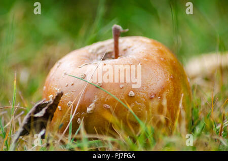 An apple has fallen from a tree and is rotting in the grass on th efloor. Stock Photo