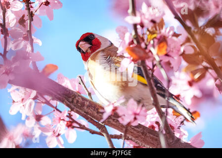 European goldfinch (Carduelis carduelis) sitting on a cherry tree branch in blossom Stock Photo