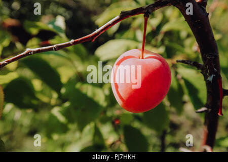 Fresh Ripe Plum Fruits on branch. Stock Photo