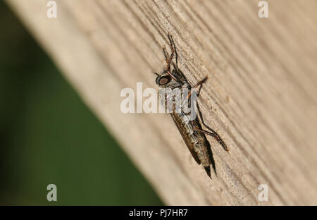 A Common Awl Robberfly (Neoitamus cyanurus) perching on a wooden fence at the edge of woodland. It is hunting for insects to feed on. Stock Photo