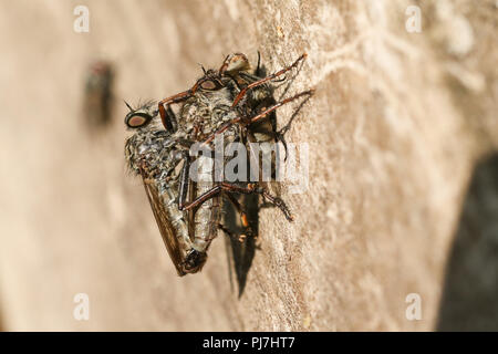 A Mating pair of Common Awl Robberfly (Neoitamus cyanurus) perching on a fence at the edge of woodland. One of the Robberfly is also feeding on a fly. Stock Photo